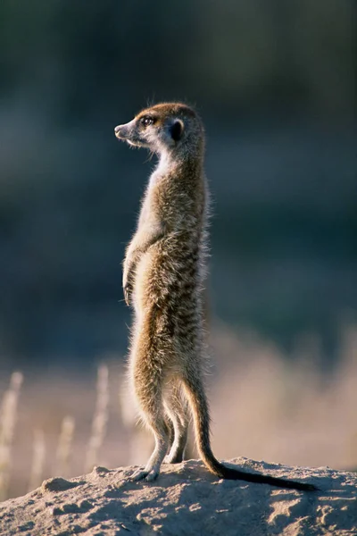 Meerkat Stående Marken — Stockfoto