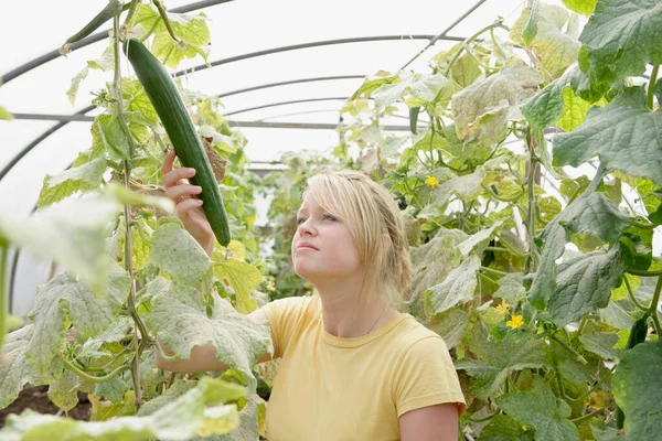 Farm Worker Assesses Cucumber Plant — Stock Photo, Image