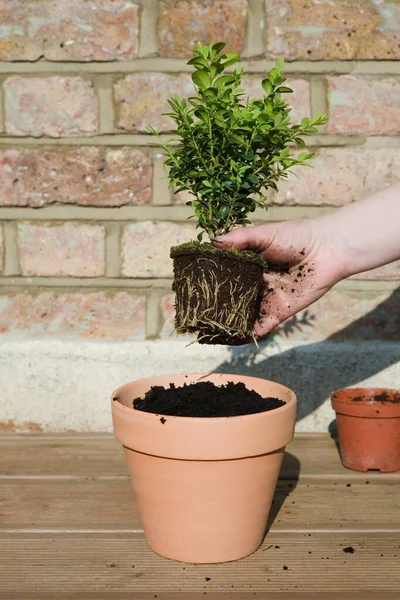 Person Gardening Plant Pot — kuvapankkivalokuva