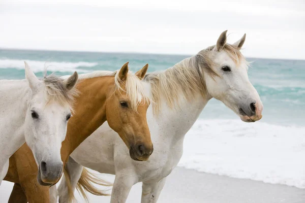 Hästar Stranden — Stockfoto