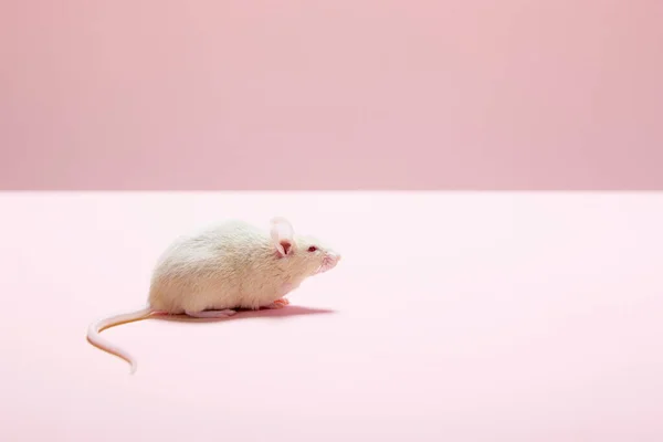 Ratón Sobre Fondo Rosa — Foto de Stock