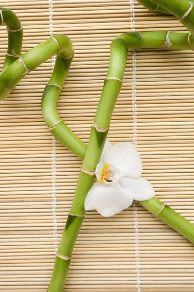 Tur Bambu Och Orkidé Blomma — Stockfoto