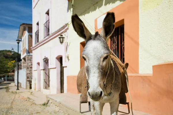 Donkey Copala Looking Camera — Stock Photo, Image