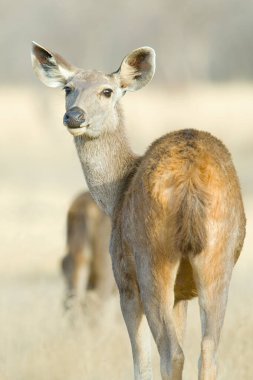 Wild sambar deer, back view  clipart