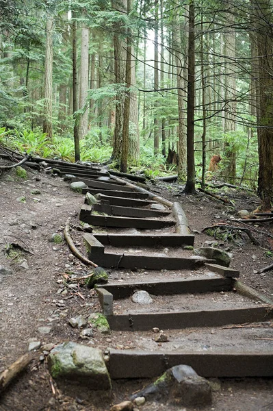 緑の森への階段 — ストック写真