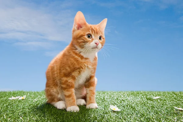 Gatinho Foco Seletivo Grama Espaço Cópia — Fotografia de Stock