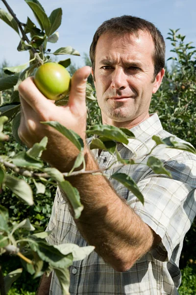 Чоловік Збирає Свіжі Яблука — стокове фото