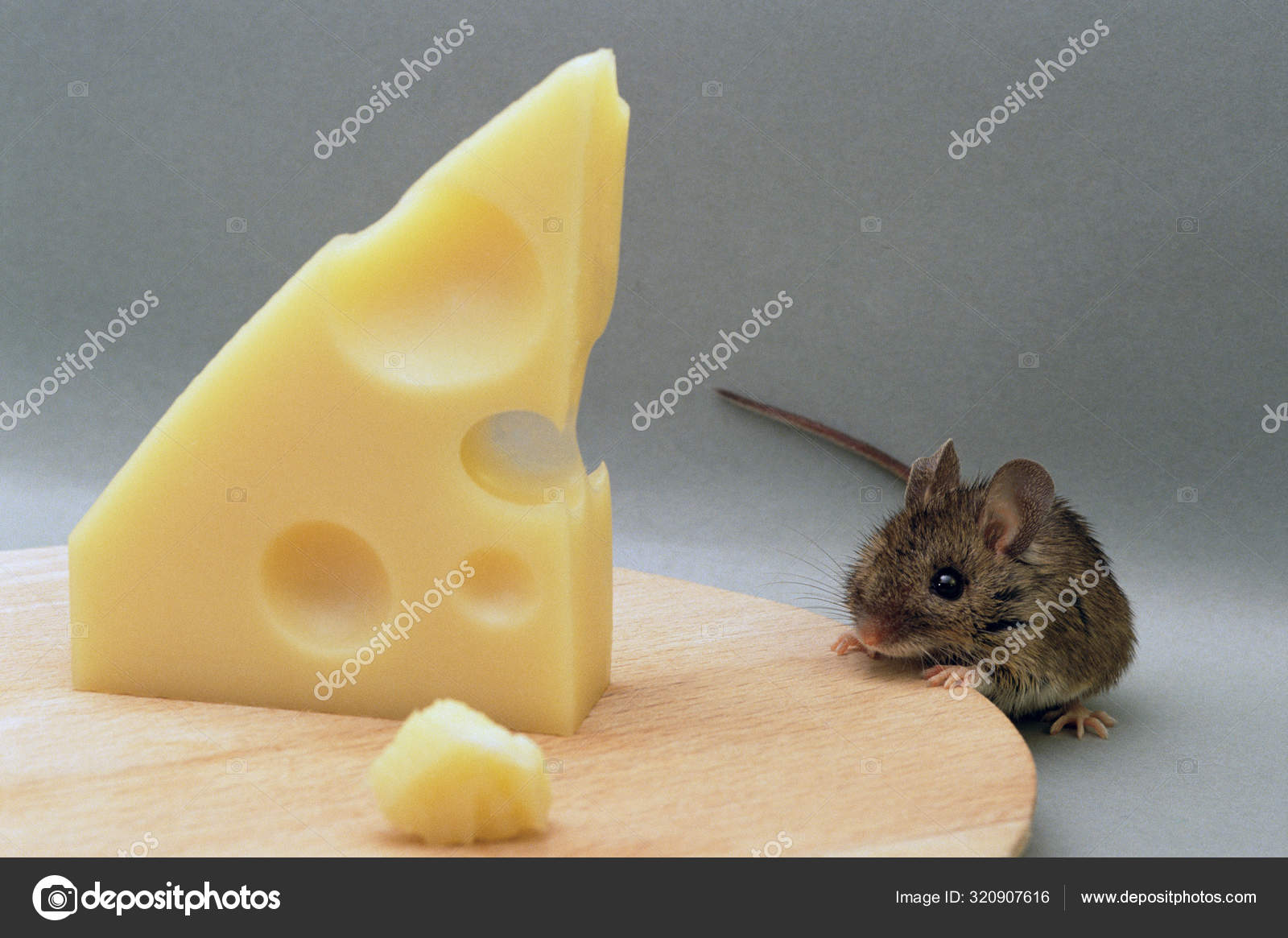 белая мышь с сыром. кусочек сыра для мышки. едят ли крысы сыр. мышь ест сыр. крысенок с сыром.