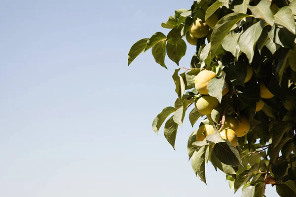 Árbol Frutas Sobre Cielo Azul — Foto de Stock