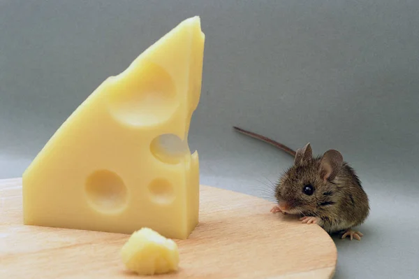 Mysz jedząca ser szwajcarski — Zdjęcie stockowe