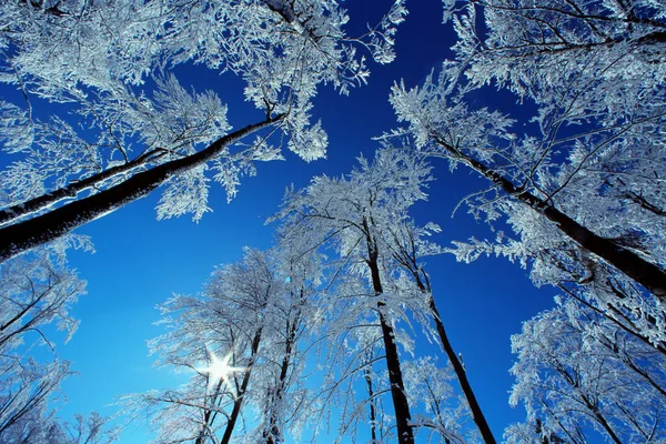 Зимний Лес Над Синим Небом — стоковое фото