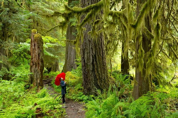 Mulher Floresta Com Guarda Chuva Vermelho — Fotografia de Stock