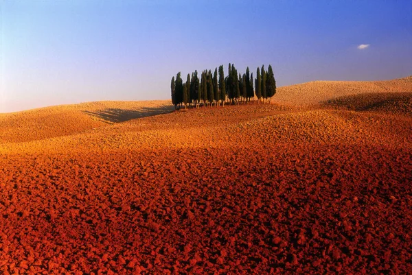 Rij Van Bomen Oranje Landschap — Stockfoto