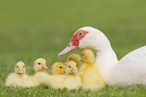 Famiglia Anatroccoli Con Madre Anatra Sull Erba — Foto Stock