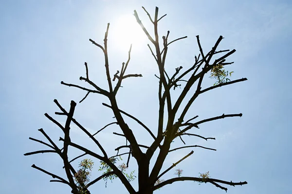 Von Der Sonne Umrahmter Baum — Stockfoto