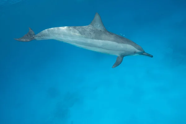 Dauphins Fileurs Dans Eau — Photo