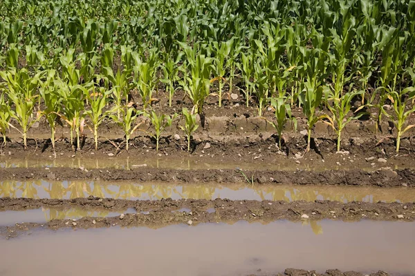 Campo Maíz Inundado Vista —  Fotos de Stock