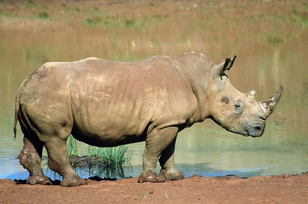 Rhinocéros Blanc Par Eau — Photo