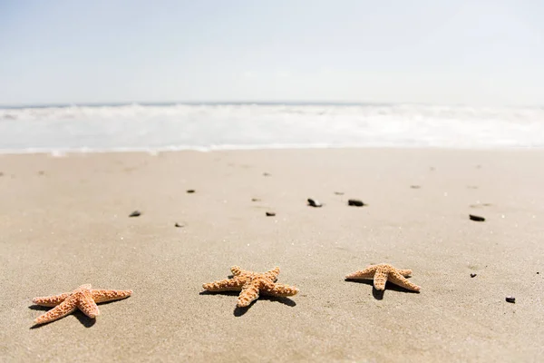 浜の三つのヒトデ — ストック写真