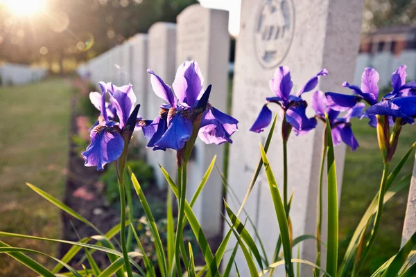 Fechar Flores Que Crescem Sepultura — Fotografia de Stock