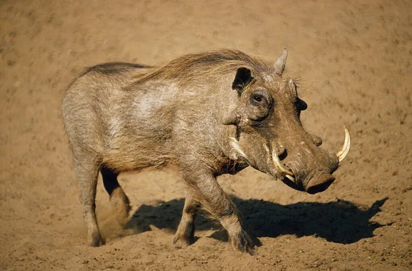 Warthog Szafari Állat Séta — Stock Fotó