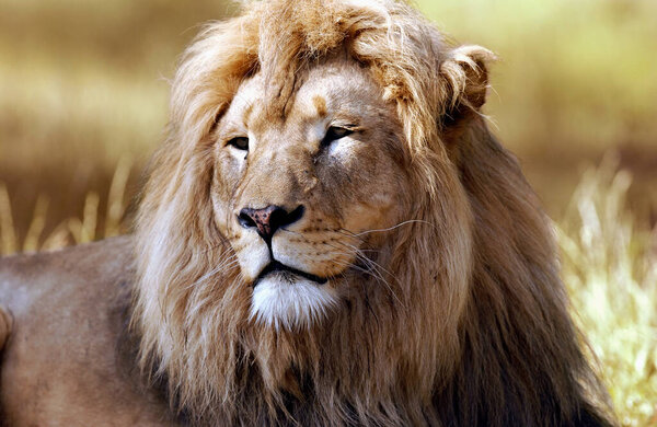 Lion head close up