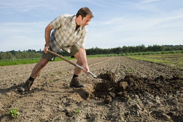 Hombre Adulto Cavando Campo — Foto de Stock