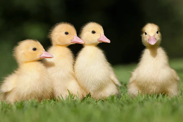 Four Ducklings Grass — Stock Photo, Image