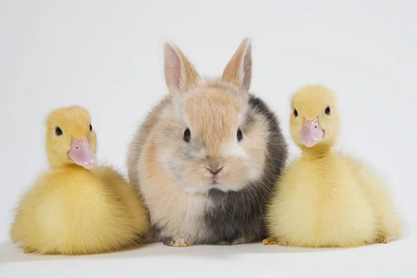Zwei Entchen Und Kaninchen Studioaufnahme — Stockfoto