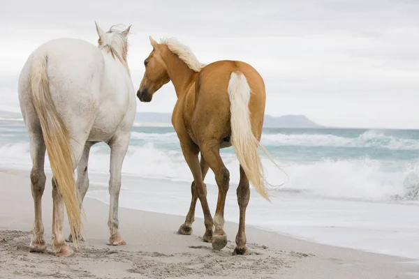 Konie Plaży — Zdjęcie stockowe