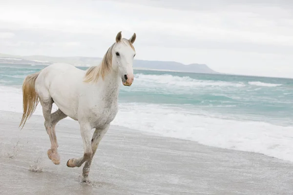 海滩上的马 — 图库照片