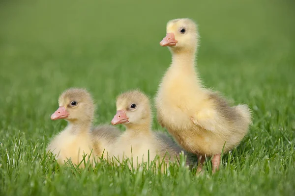 Trois Oisons Sur Herbe — Photo