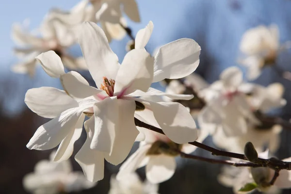 Fioritura Albero — Foto Stock