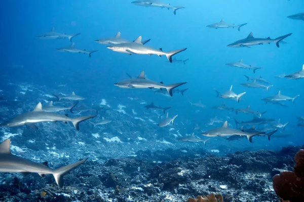 Tiburón Punta Blanca Nadando Océano — Foto de Stock