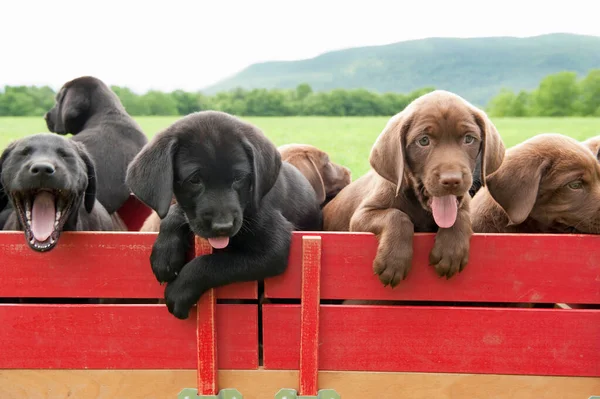 Labrador Retriever Welpen Wagen — Stockfoto