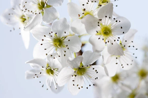 Hawthorn Blossom Close — Stock Photo, Image