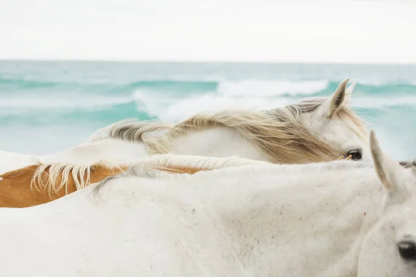 Cavalos na praia — Fotografia de Stock