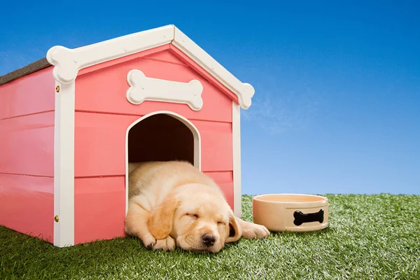 Labrador Puppy Asleep Kennel — 스톡 사진