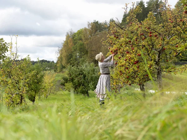 女性の庭でりんご狩り — ストック写真
