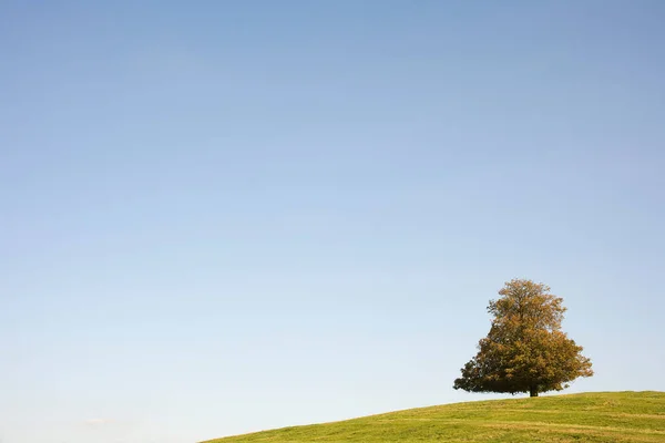 Árbol Otoño Sobre Cielo Azul Claro —  Fotos de Stock