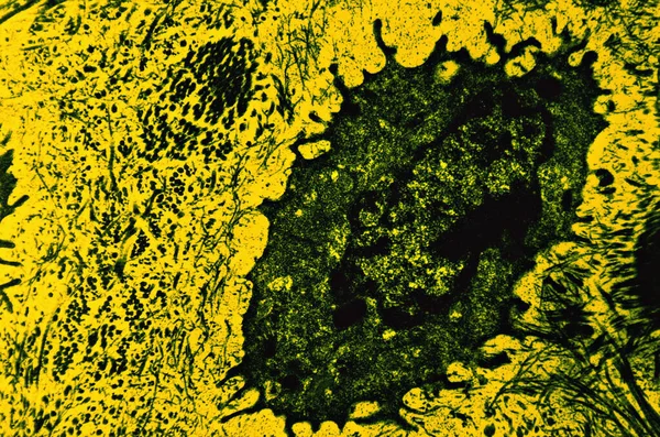 Όψη Οστικών Κυττάρων Από Μικροσκόπιο — Φωτογραφία Αρχείου