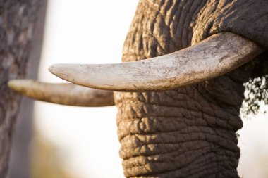 Trunk and tusks of african elephant clipart