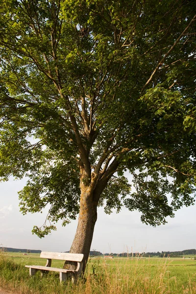 Ławka Przed Drzewem — Zdjęcie stockowe
