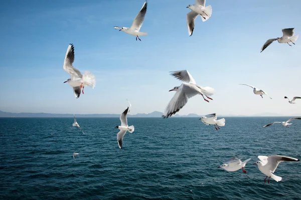 Γλάροι πετούν πάνω από τη θάλασσα — Φωτογραφία Αρχείου