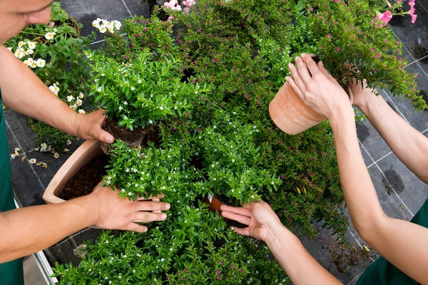 Zwei Frauen Ein Mann Der Pflanzen Pflegt — Stockfoto