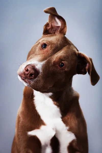 Retrato de uma mistura pit bull — Fotografia de Stock