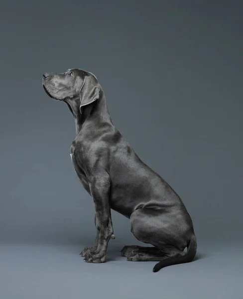 Büyük Köpek Profilde Oturuyor — Stok fotoğraf
