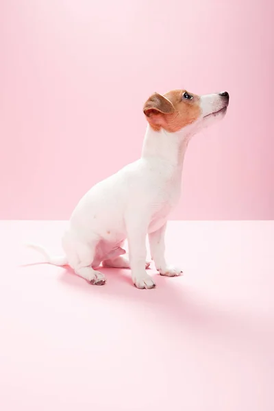ジャックRussell子犬以上ピンクの背景 — ストック写真