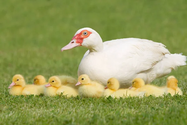 Family Ducklings Mother Duck Grass — Stock Photo, Image