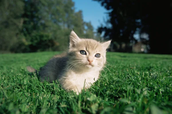 초록색 풀밭에 호기심많은 고양이 — 스톡 사진